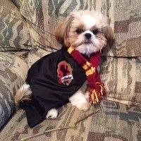 Mignon ce chien qui se #Cosplay en #HarryPotter