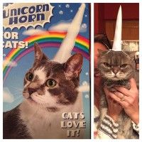 Vous rêvez d'avoir un #Chat licorne! Pas sûr que votre #Chat soit heureux...