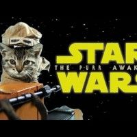 #StarWars Le Réveil De La Force joué par des chats #StarWarsLeRéveilDeLaForce #Insolite #Animaux