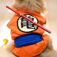 Aimeriez vous un chien DBZ?