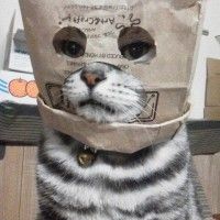 #Chat masqué ohé ohé