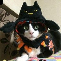 Batcat #Chat déguisé pour #Halloween #Insolite