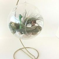 Terrarium le Voyage D'Arlo