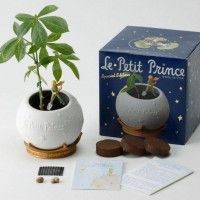 Joli petit pot collector #LePetitPrince pour planter