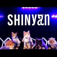 Vous aimez la #Kpop et les chats?  Cette video  bien pourrite est pour  vous. Si si c'est cadeau!