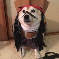 Un chien cosplayé en Jack Sparrow #Halloween Pirates Des Caraïbes