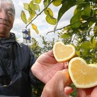 Un japonais produit des citrons en forme de coeur #insolite #SaintValentin