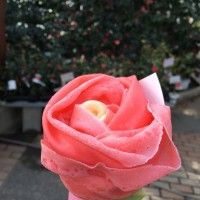 Une crêpe en forme de rose au Japon #insolite #Saint Valentin