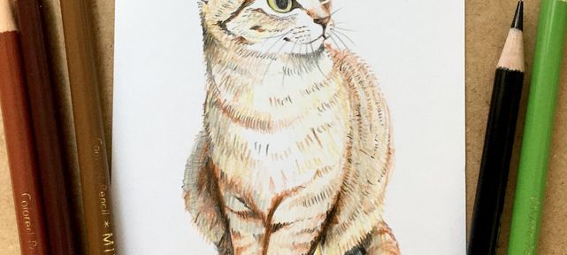 dessiner-chat-crayons-couleurs