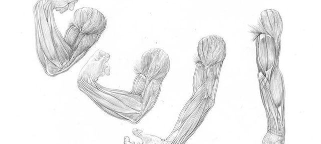 dessiner-squelette-et-muscles-bras